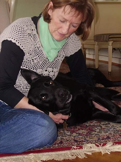 Labrador retriever Zulu (mors hund) billede 15