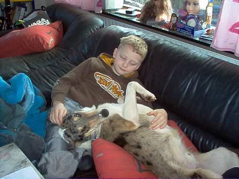 Collie korthåret Zeppo. nu i hundehimlen - Zeppo og Mike nyder livet billede 13