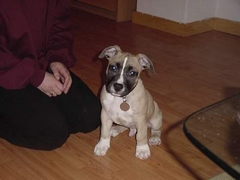 Amerikansk staffordshire terrier Eddie (2005-2018) - her er vi 10 uger gammel... læg mærke til min nye farve billede 2