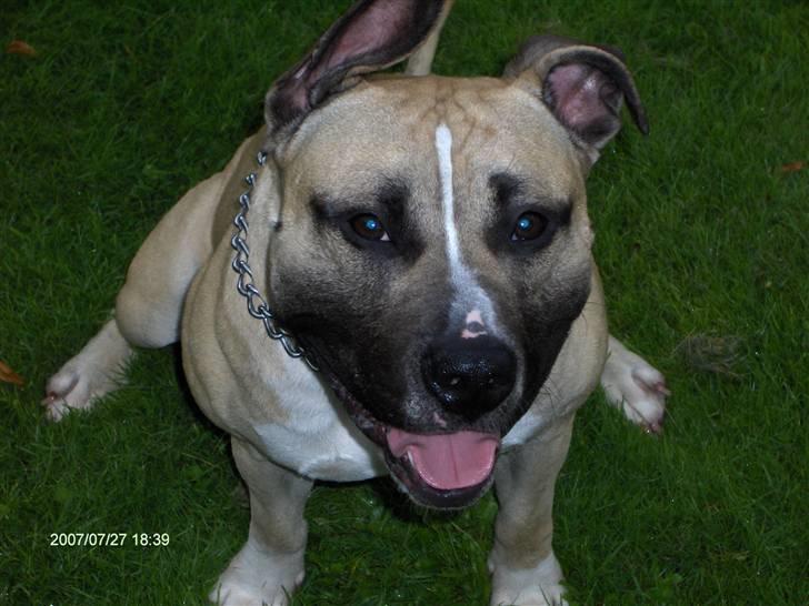 Amerikansk staffordshire terrier Eddie (2005-2018) - eddie 1år og 8 mndr. billede 3