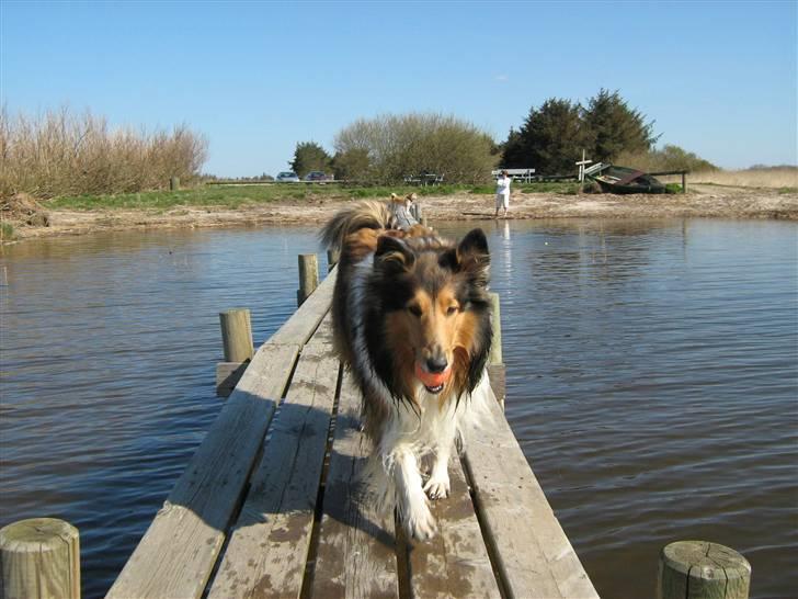 Collie langhåret Nelly (Nellepigen) - Nellepigen på badebroen. RIGTIGE hunde springer i vandet ;o) billede 16
