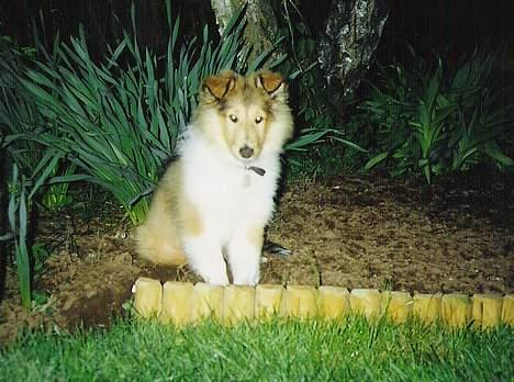 Collie langhåret Nelly (Nellepigen) - Se hvor pænt jeg kan sidde.... og pynte i blomsterbedet... billede 17
