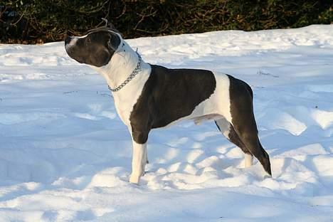 Amerikansk staffordshire terrier Great Vikings Niño - 11/03-06 billede 7