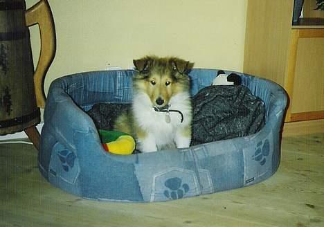 Collie langhåret Nelly (Nellepigen) - Se lille mig i min store kurv..... billede 18