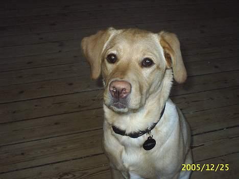 Blanding af racer Nala - Vidunderet d.11 marts 06. med sit nye hundetegn.. Det gamle smed hun væk! billede 6