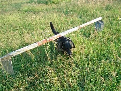 Labrador retriever Zulu (mors hund) - Hun opdager nok ikke hvis jeg snyder! billede 19