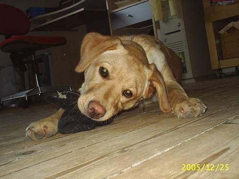 Blanding af racer Nala - Det bedtse legetøj i verden.. En gammel uldsok!!! billede 7