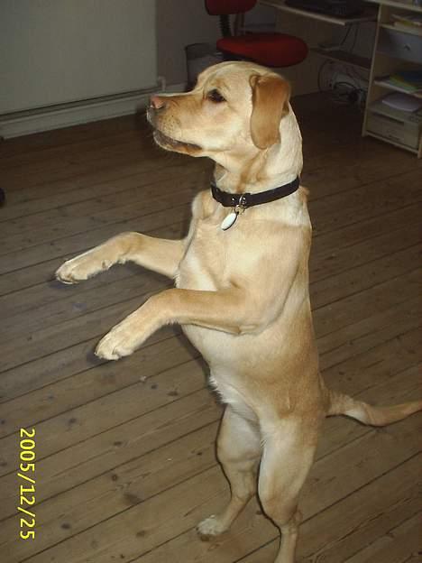 Blanding af racer Nala - "Der ligger noget på kommoden, jeg ikke heeeelt kan se..." billede 8