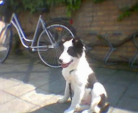 Border collie toby - toby 12uger billede 1