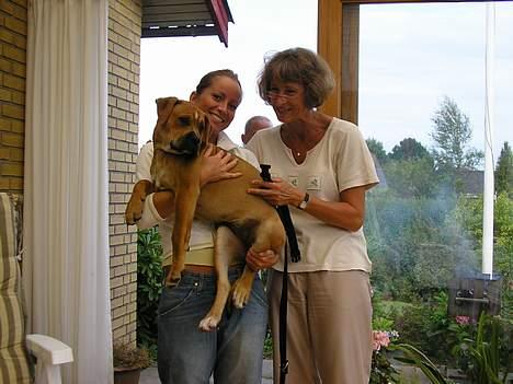 Amerikansk bulldog Annabel (Belle) - Her bliver jeg vist frem til mine "bedsteforældre". billede 7