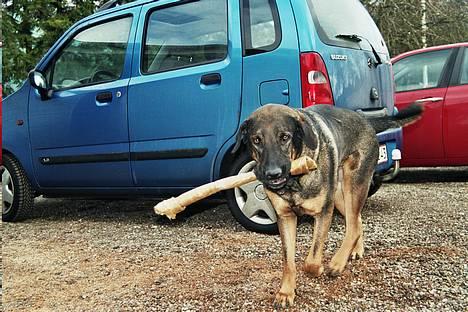 Blanding af racer Buster (DØD-2007) - Her går Buster stolt rundt med sit kødben!! :o) billede 1