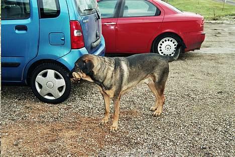 Blanding af racer Buster (DØD-2007) - Her går Buster igen med sit kødben! (som han har med overalt) billede 2