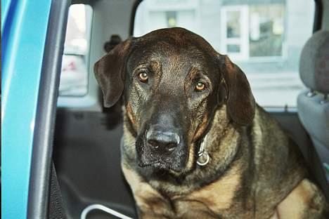 Blanding af racer Buster (DØD-2007) - Her sidder Buster pænt og venter inde i bilen billede 3