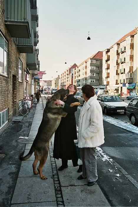 Blanding af racer Buster (DØD-2007) - Her er Buster i KBH billede 5