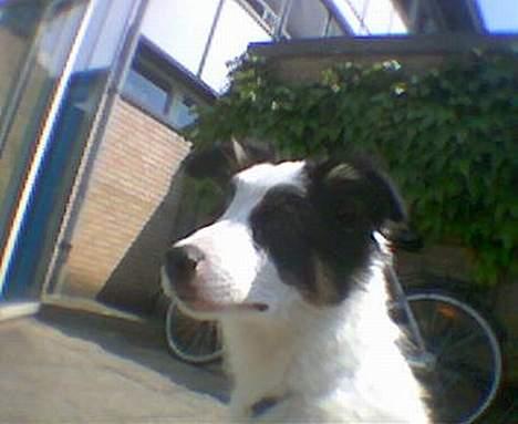 Border collie toby - toby 12uger billede 2