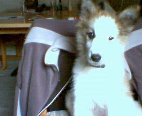 Blanding af racer Nikki *død* billede 19