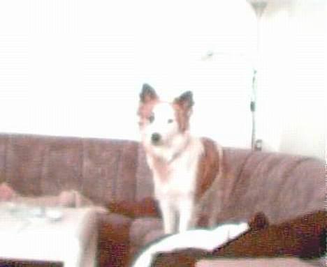 Blanding af racer Nikki *død* billede 20