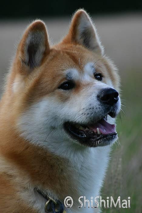 Akita inu Choco - * NYT -  billede 19