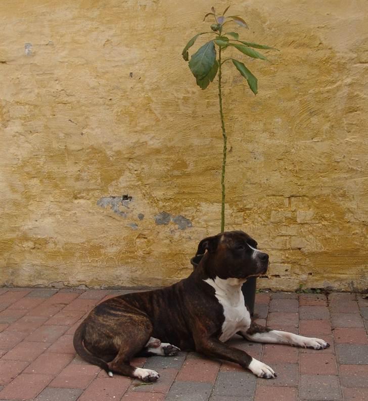 Amerikansk staffordshire terrier Jack (2004-2017)  billede 6