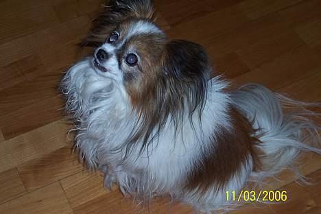 Papillon Fie *Flying Fantasies*RIP - MAD MAD. giv mig lidt. piv billede 13