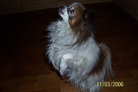 Papillon Fie *Flying Fantasies*RIP - hvad man ikke gør for lidt mad billede 14