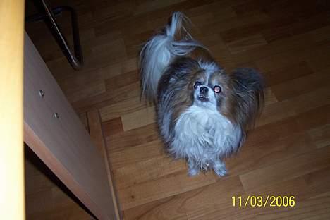 Papillon Fie *Flying Fantasies*RIP - se min tænder, altså dem der er tilbage billede 15