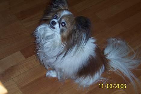 Papillon Fie *Flying Fantasies*RIP - Bare lige en lille bid mad, fie der tikker med bordet. billede 16