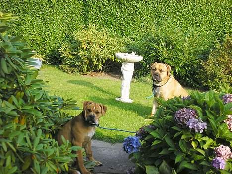 Amerikansk bulldog Annabel (Belle) - Jeg LOVER ikke at grave i haven.. Hmm.. :o) billede 9