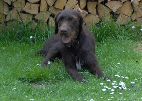 Ruhåret hønsehund Indy - Indy! billede 1