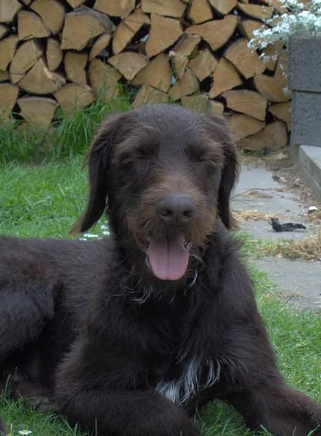 Ruhåret hønsehund Indy billede 2