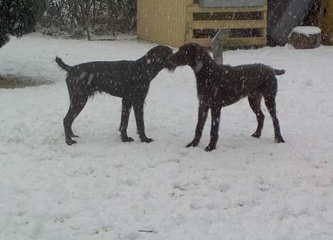 Ruhåret hønsehund Indy - Indy og Sako (Min anden hund) leger (: Det er Indy til højre.. billede 3