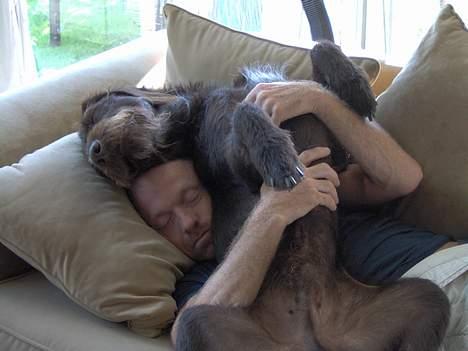 Ruhåret hønsehund Indy - SLAPPER AF!! =D billede 4