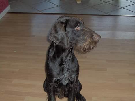 Ruhåret hønsehund Sako - Sako billede 1