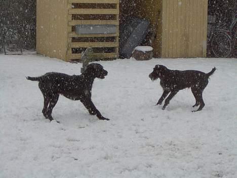 Ruhåret hønsehund Sako - Leger med Indy.. :D Det er Sako til højre.. billede 2