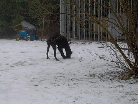 Ruhåret hønsehund Sako - Sako igen... billede 3