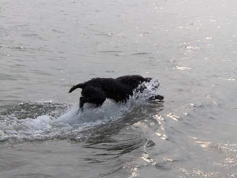 Ruhåret hønsehund Indy - Bader :D billede 5