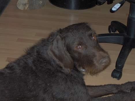 Ruhåret hønsehund Indy - Ligger bare og ser nuttet ud ;D billede 6