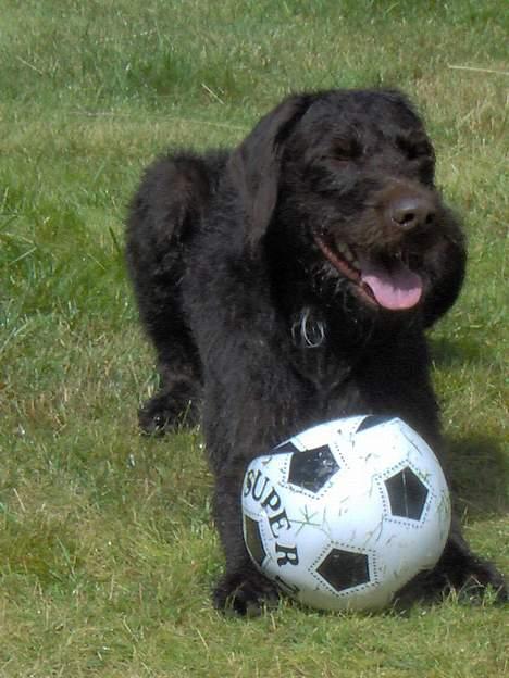 Ruhåret hønsehund Indy billede 7