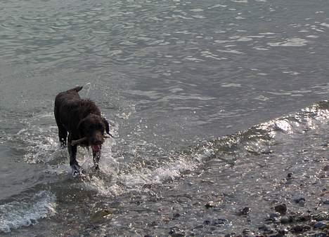 Ruhåret hønsehund Indy billede 8