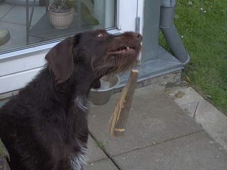 Ruhåret hønsehund Indy billede 9