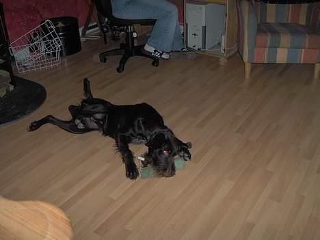 Ruhåret hønsehund Sako - Leger i stuen :P billede 4