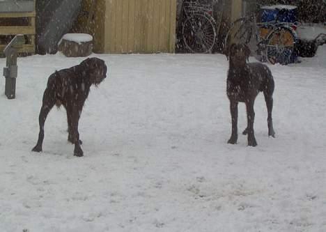 Ruhåret hønsehund Sako - Sako og Indy. Sako til venstre :D billede 5
