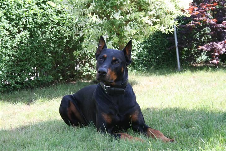 Dobermann Tarzan - Sommeren 2009 billede 9