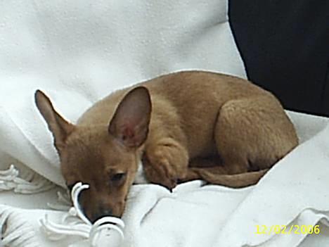 Prazsky krysarik foxy billede 1