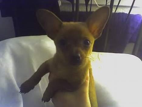 Prazsky krysarik foxy billede 2