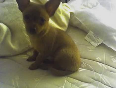 Prazsky krysarik foxy billede 3