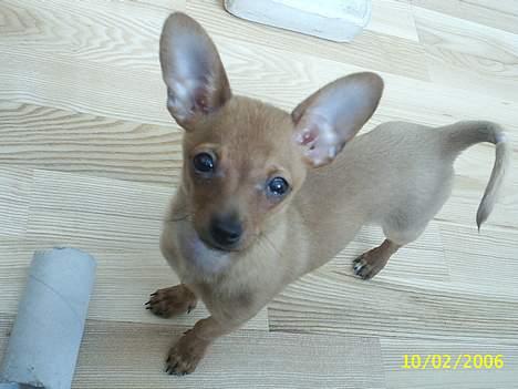 Prazsky krysarik foxy billede 4