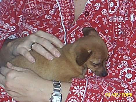 Prazsky krysarik foxy billede 5