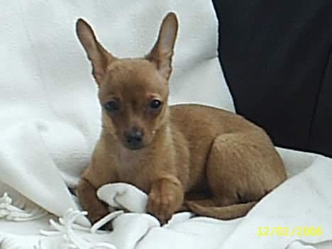 Prazsky krysarik foxy billede 6