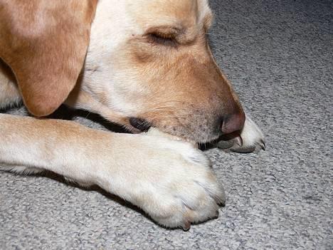 Labrador retriever Luffe - Avv min pote..=( billede 12